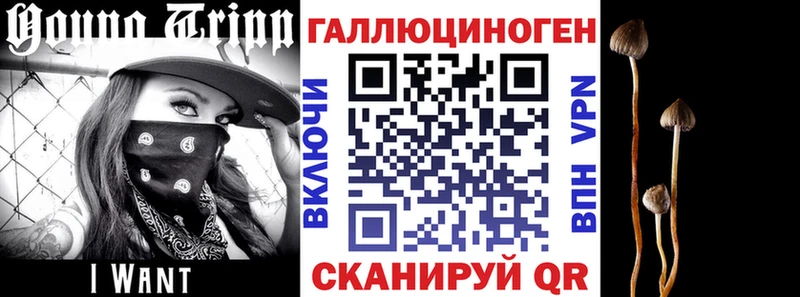 Псилоцибиновые грибы GOLDEN TEACHER  купить  цена  Томмот 